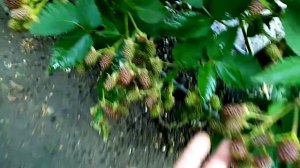 Ежевика сорт коламбия гигант, плюс обзор разные сорта