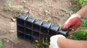 ШАЛФЕЙ ДУБРАВНЫЙ ОТ ПОСЕВА И ДО ЦВЕТЕНИЯ (SALVIA NEMOROSSA)