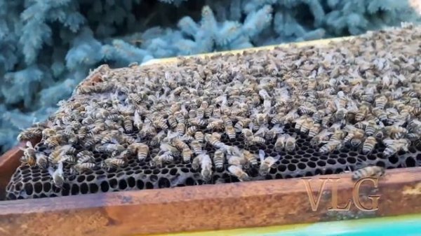 Бакфаст B42VLG. Buckfast. Пчелы Бакфаст