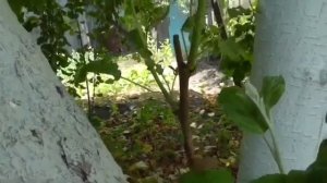 Когда снимать прививочную ленту? Снимаю прививочную л