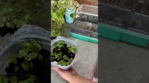 Индийская сирень / лагерстремия черенкование