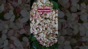 12 СОРТОВ древовидной гортензии: начало цветения 🌸😍?