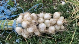 Семейный белый лук -лук Шалот