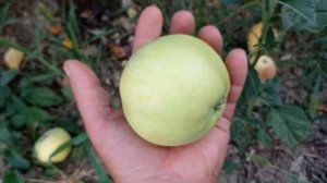 Яблоня Белый налив