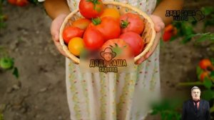 Томат Сибирский скороспелый: секреты успеха