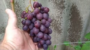 Супер Вишня и Надежда Ранняя - созревший очень ранний ?