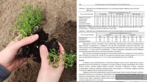 Иссоп. Высадка в открытый грунт