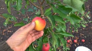 Яблоня БОНИТА: очень ценный зимний сорт