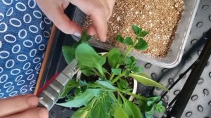 размножение петунии черенками смесь перлита и вермик?