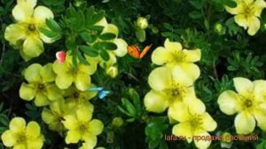 Лапчатка кустарниковая Элизабет (elizabeth) 🌿 обзор: как с