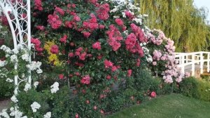 Плетистая роза ЛАГУНА. Обзор сорта.