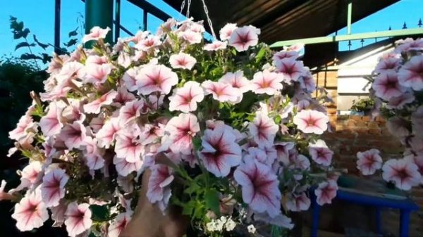 ШИКАРНАЯ ПЕТУНИЯ !!! ОПЕРА СУПРИМ РАСБЕРИ АЙС , ОПЕРА С?