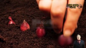 Секреты выращивания лука семейного: советы и хитрости