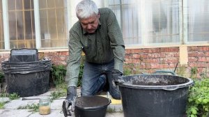 Сажаем делёнку нимфеи питомник Сибирская Кувшинка sibku