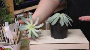 ЧТО ДЕЛАТЬ, ЕСЛИ СУККУЛЕНТ ВЫТЯГИВАЕТСЯ?