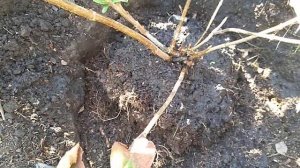 Пересадка гортензии Самарская Лидия .Как выросла из р9