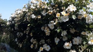 Роза Салли Холмс, питомник роз Полины Козловой rozarium.biz