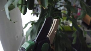 Как правильно обрезать нектарин?