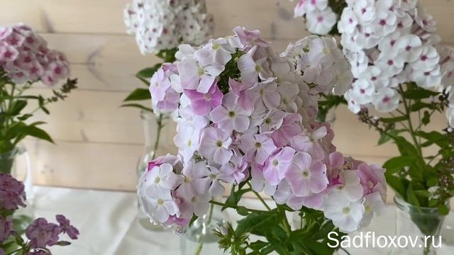 Выставка флоксов. Белые флоксы смотреть онлайн