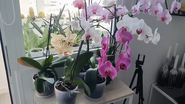 Летний обзор  моей коллекции растений. Новинки, перест