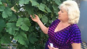 Виноград и фурацилин .