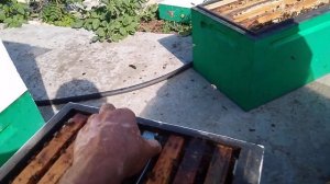 В двухрамочном изоляторе пчелы потянули роевые маточ?