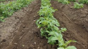 КАРТОФЕЛЬ ЖУКОВСКИЙ РАННИЙ - ЗАСУХО И ХОЛОДОУСТОЙЧИВЫ