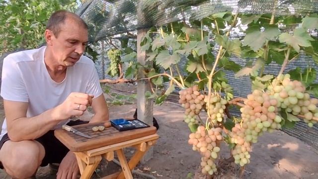 Виноград КРАСНАЯ РОЗА