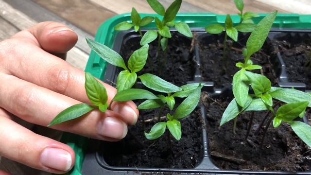 Взошел сладкий перец. Что делать дальше? смотреть онлайн