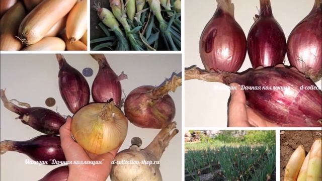 Магазин Дачная коллекция