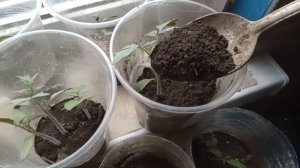 Досыпаем грунт в стаканчик с рассадой томатов 🍅#тома?