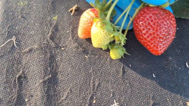 Сорт клубники НСД Роял Ройс смотреть онлайн