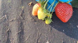 Сорт клубники НСД Роял Ройс