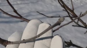 как РАЗЛИЧАТЬ ПЛОДОВУЮ и ростовую ПОЧКУ у ЯБЛОНИ, груш