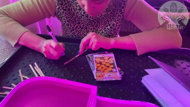 Пикировка петунии, посев индетерминантных томатов в у смотреть онлайн