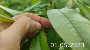 прививка персика на алычу летом и первый урожай