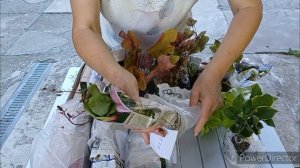 Гейхеры.Распаковка посылки от Оли.Вот это саженцы!