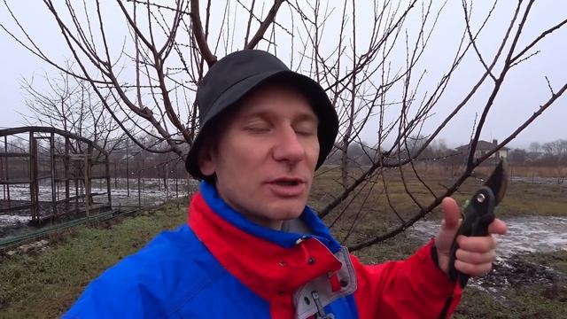 СДЕЛАЙ ТАК и абрикос не заболеет весной МЕТОД ОБРАБОТ?