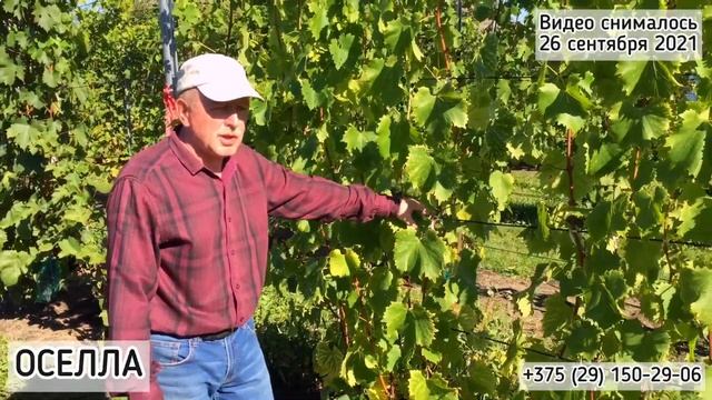ОСЕЛЛА - сорт для занятых дачников! Минимальный уход! смотреть онлайн