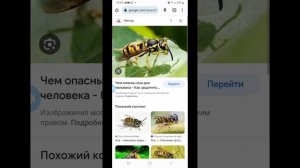 Отличие пчёл от ос, шмелей, шершней и мух.