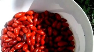 Урожай с семилетнего кизила сорта Светлячок.