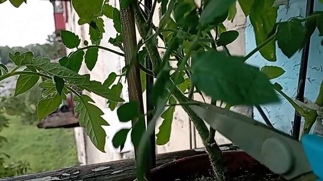 Укоренение пасынка помидора смотреть онлайн