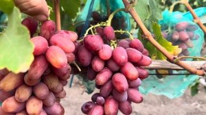 Виноград Богема Загорулька,всегда супер