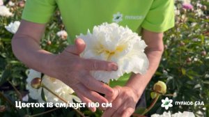 Henry Sass peony. Генри Сасс пион. Пулков сад (2025 г.)