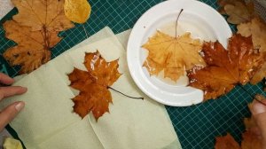 Как сохранить осенние листья  и цветы в глицерине.