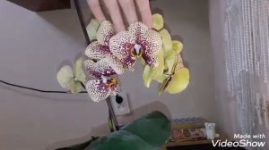 Орхидеи/Причины яркости цветов/корни розово цвета нор