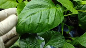 Рассада перца после Оэдемы.Оэдема это не заболевание-