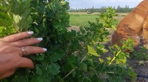 Крыжовник Компромисс - сладкий, бесшипный сорт средне?