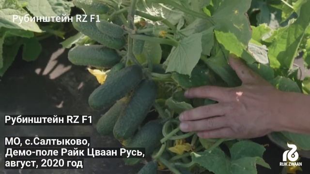 Рубинштейн RZ F1 смотреть онлайн