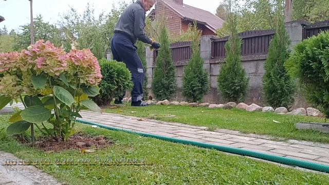 Что сделать в октябре чтобы сберечь туи.